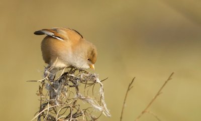 Baardman (Bearded Reedling)