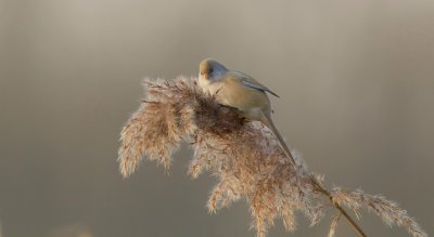 Baardman (Bearded Reedling)