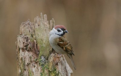Ringmus (Eurasian Tree Sparrow)