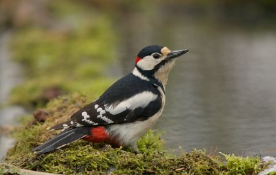 Grote Bonte Specht (Great Spotted Woodpecker)