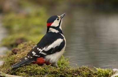 Grote Bonte Specht (Great Spotted Woodpecker)