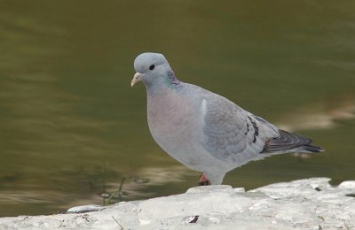 Holenduif (Stock Dove)