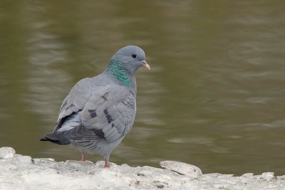 Holenduif (Stock Dove)