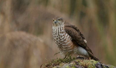 Sperwer (Eurasian Sparrowhawk)