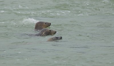 Grijze Zeehond (Grey Seal)