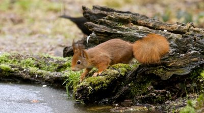 Eekhoorn (Red Squirrel)