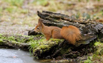 Eekhoorn (Red Squirrel)
