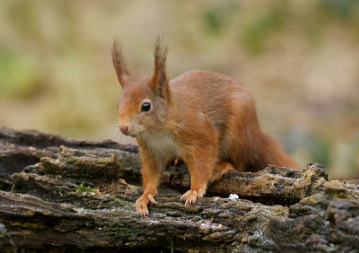 Eekhoorn (Red Squirrel)