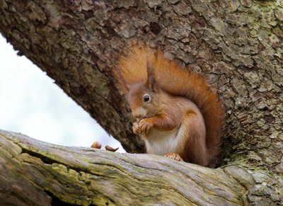 Eekhoorn (Red Squirrel)