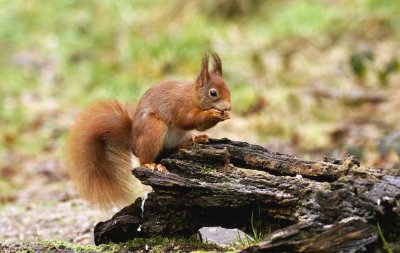 Eekhoorn (Red Squirrel)