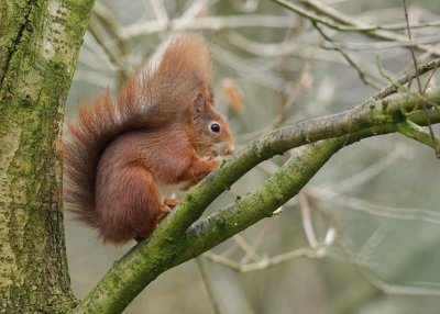 Eekhoorn (Red Squirrel)
