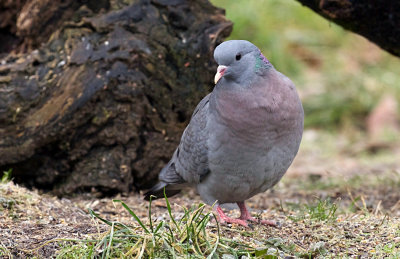 Holenduif (Stock Dove)