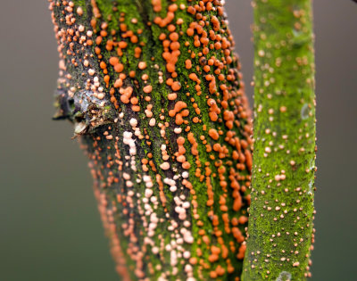 Gewoon meniezwammetje (Nectria cinnabarina)