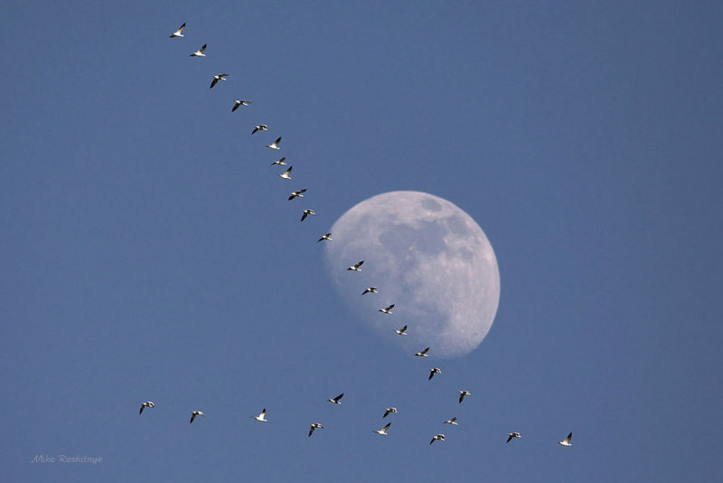 Out Of This World Snow Geese Encounter!