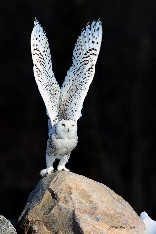 Reach For The Stars - Snowy Owl