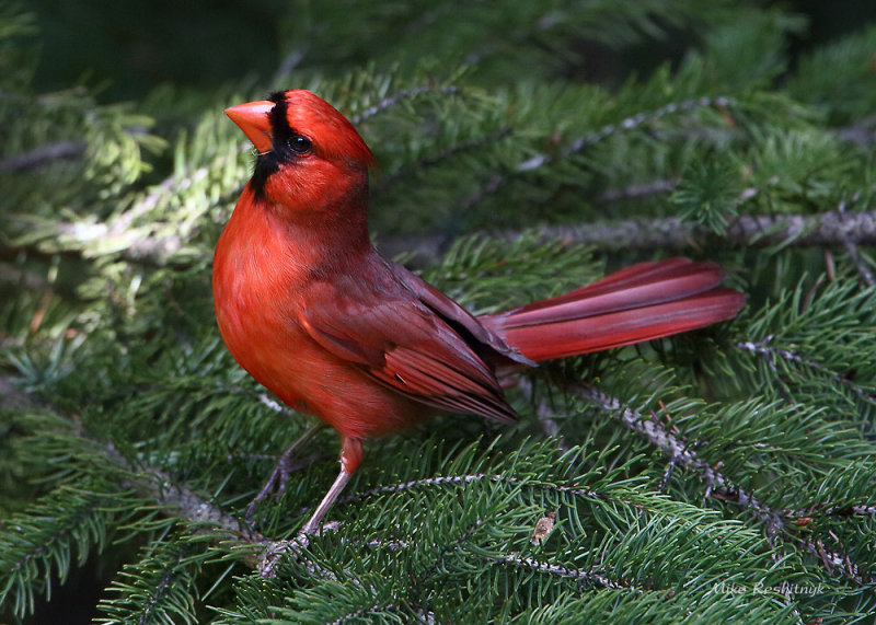 Bursting With Pride - Northern Cardinal