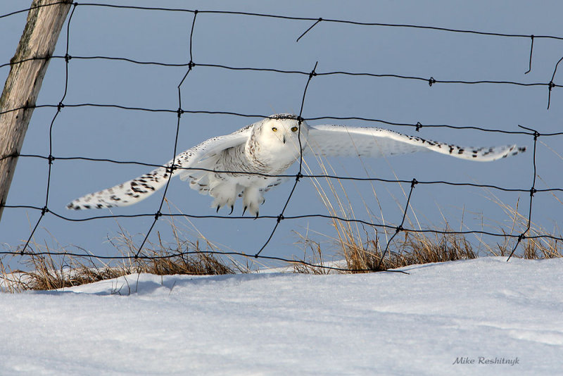 The Great Escape - Snowy Owl
