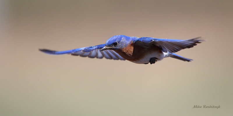 Eastern Blue Bird On The Wing