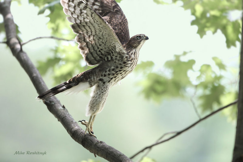 Full Extension - Young Cooper's Hawk