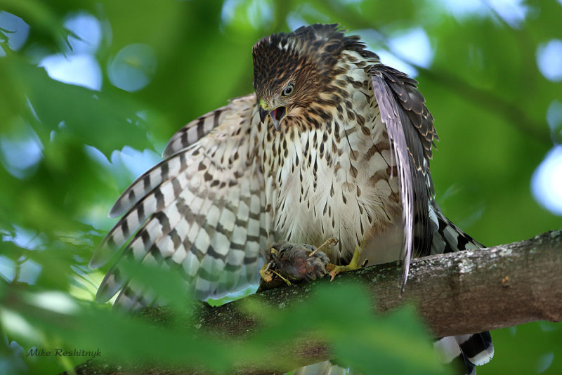I'm Not Sharing My Lunch - Young Cooper's Hawk