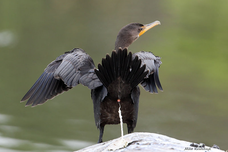 Cormorant's Very Low Opinion Of The Photographer