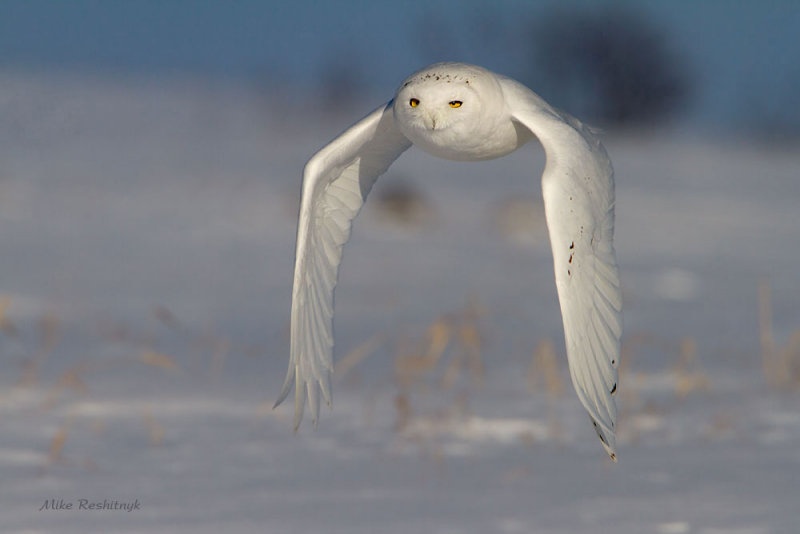 A Blast From The Past - Male Snowy Owl