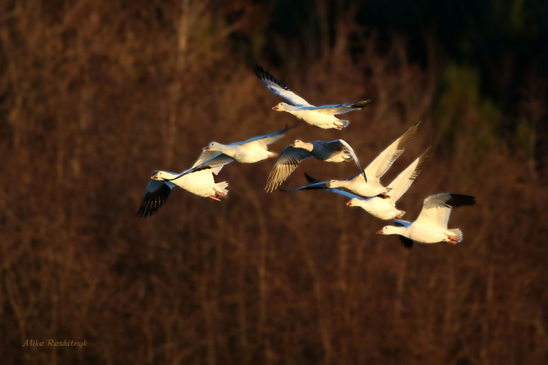 Autumn Dusk Delight - Greater Snow Geese