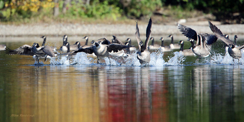 Multicoloured Madness - Canada Geese On The Run