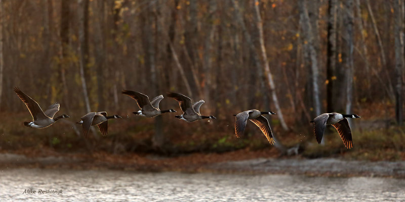 Canada Geese at Dawn - Bernaches  l'aube