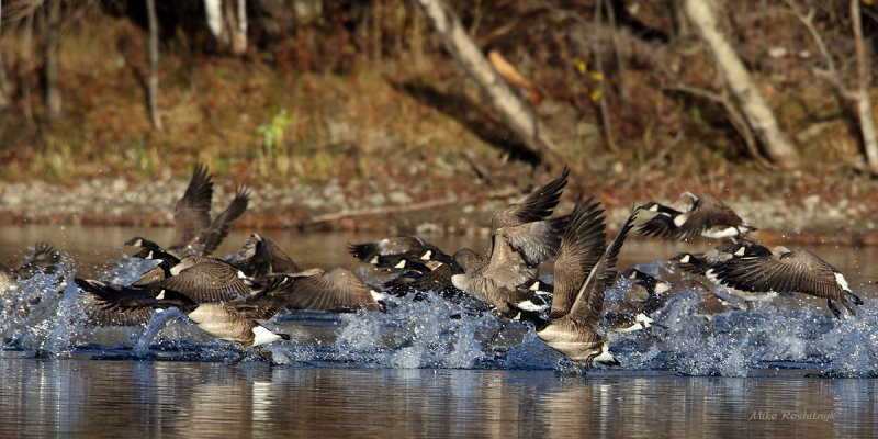 Canada Geese Train For the Olympics!