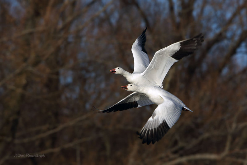 Tandem Greater Snow Geese
