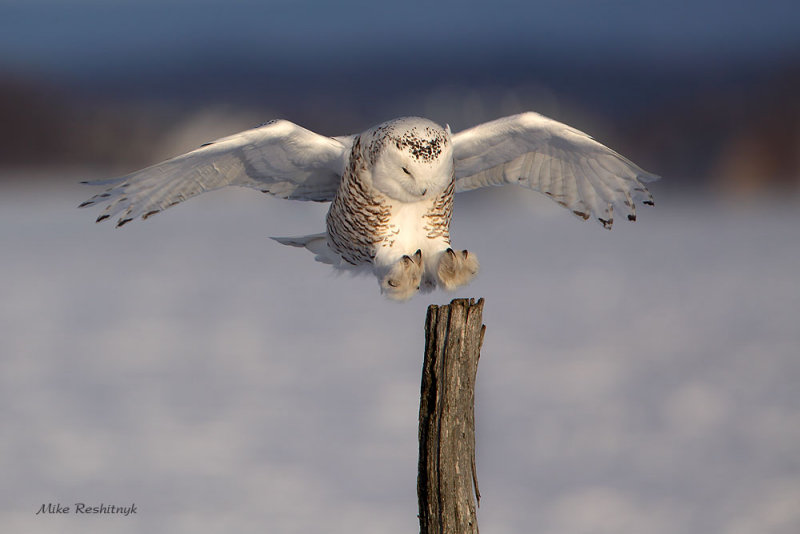 Snowy Owl 8-Point Landing