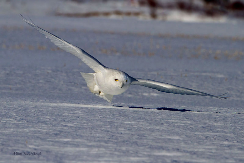 White Snow Ghost - Male Snowy Owl