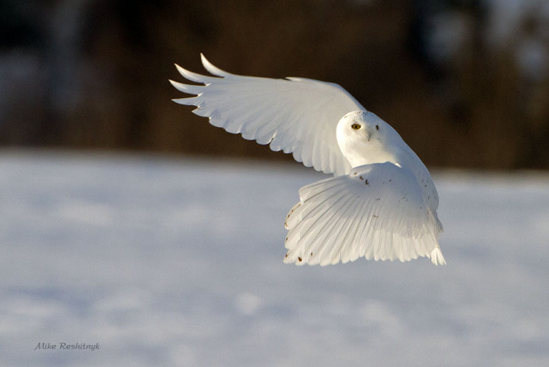 Late Afternoon Departure - Male Snowy Owl