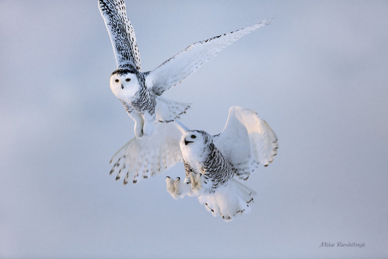 Dispute at Dusk - Snowy Owls