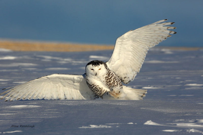 Coming In For a Rough Landing - Snowy Owl