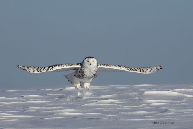 Crisp Cold Day Takeoff - Snowy Owl