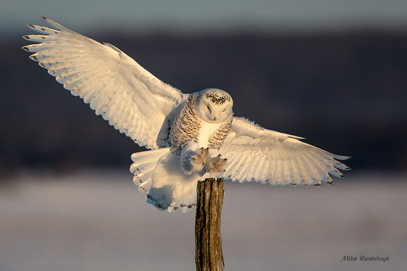 Total Concentration - Snowy Owl