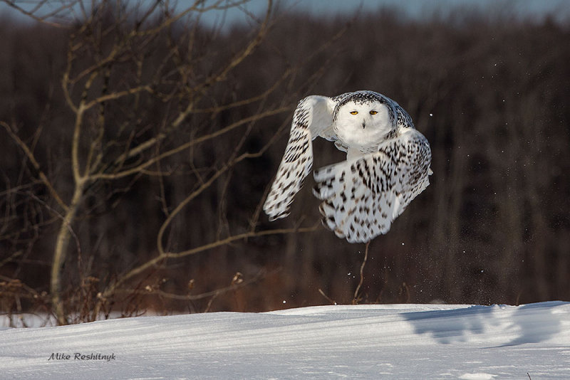 Up And At 'Em - Snowy Owl