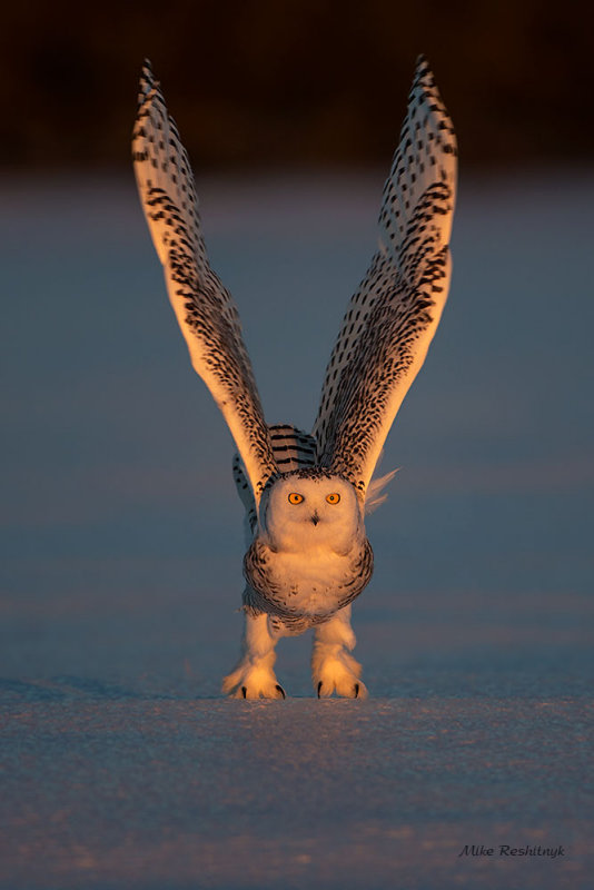 Golden Dusk Delight - Snowy Owl