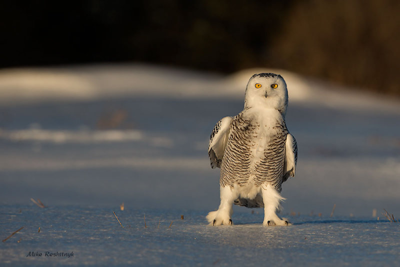 Skating On Thin Ice - Snowy Owl