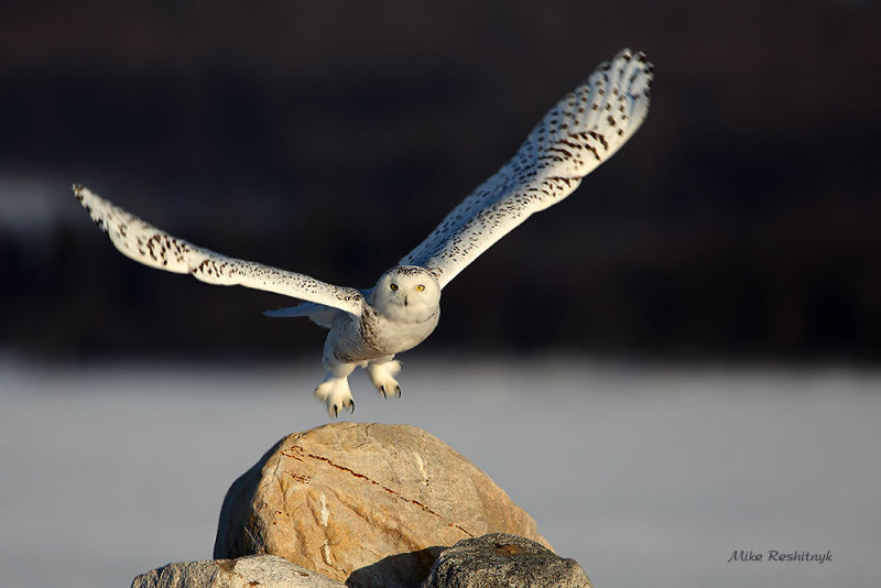 Rock On, Baby - Snowy Owl