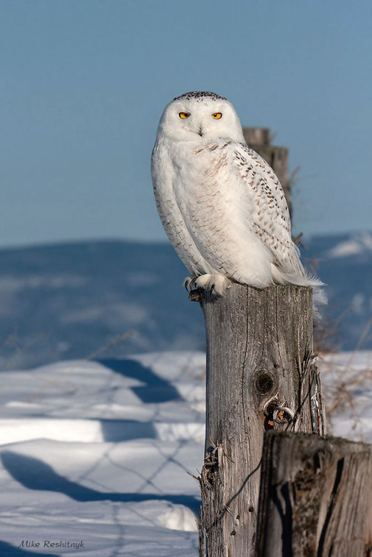 I Stand On Guard For Thee - Snowy Owl