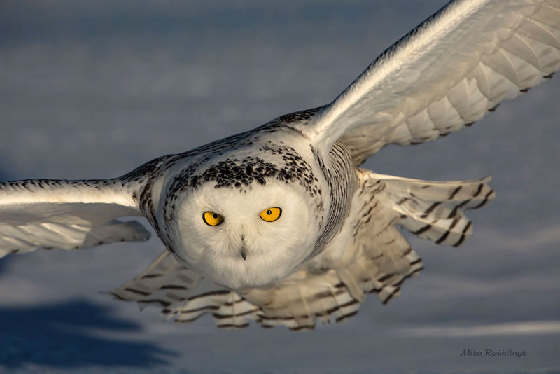 Face-off - Snowy Owl