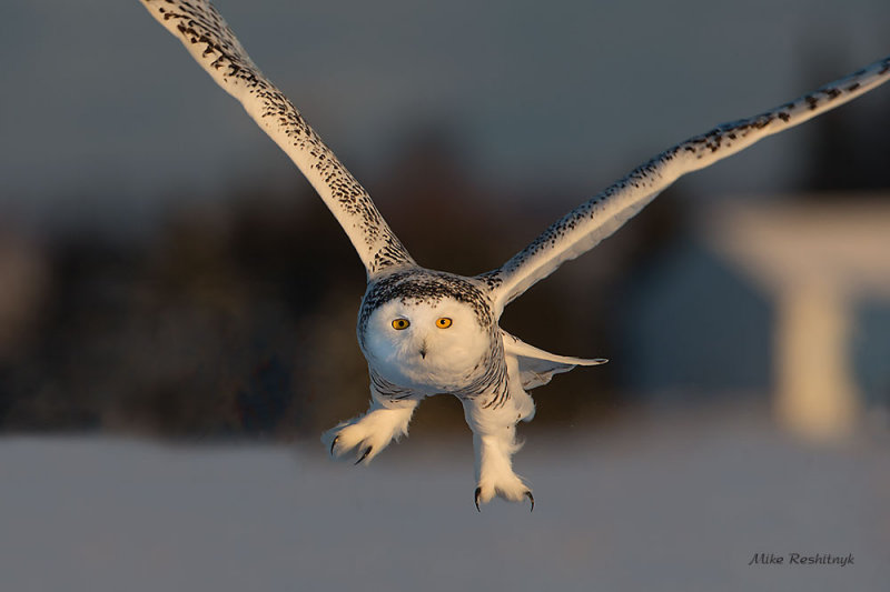Get To The Point! - Snowy Owl