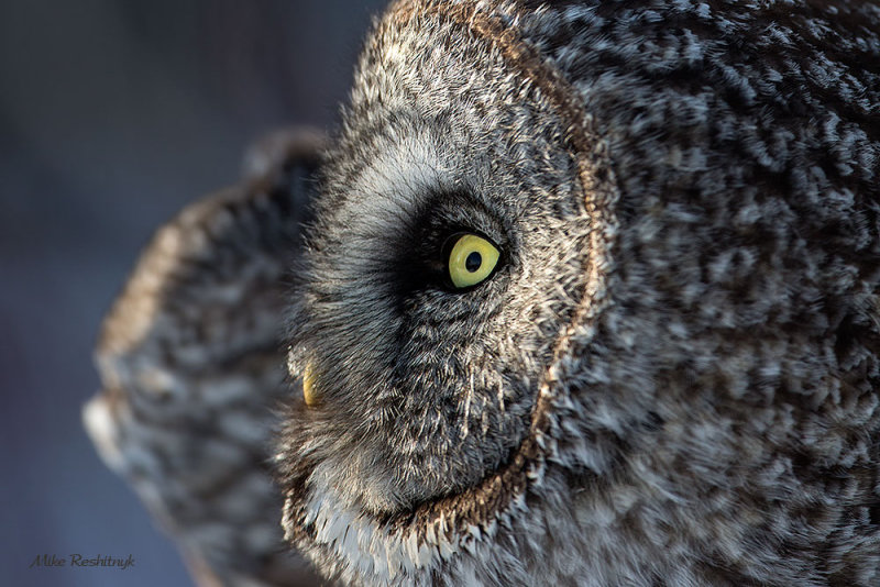 60th Birthday Surprise - Great Grey Owl