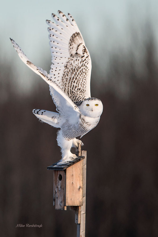 This Condo Is Too Small For Me! - Snowy Owl