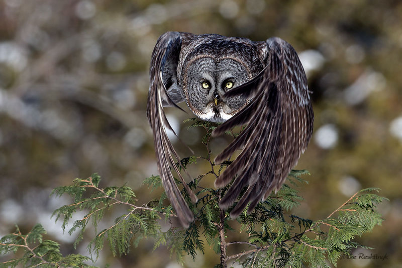 Feather Fan - Great Grey Owl