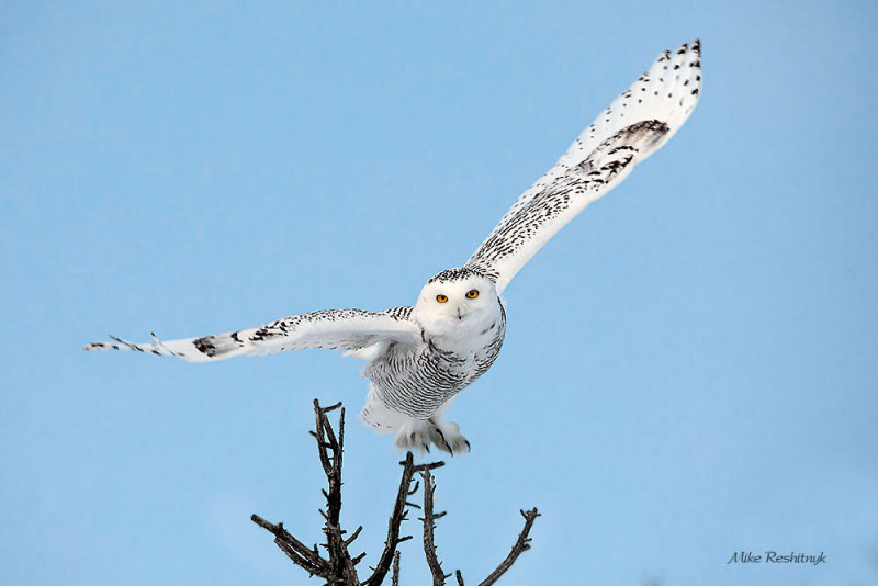 Bright Morning Light Delight - Snowy Owl