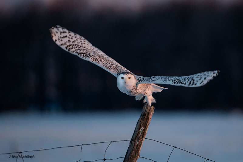 Crack Of Dawn - Snowy Owl